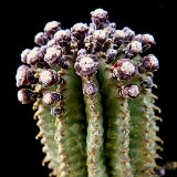 Euphorbia cereiformis P1190015.jpg